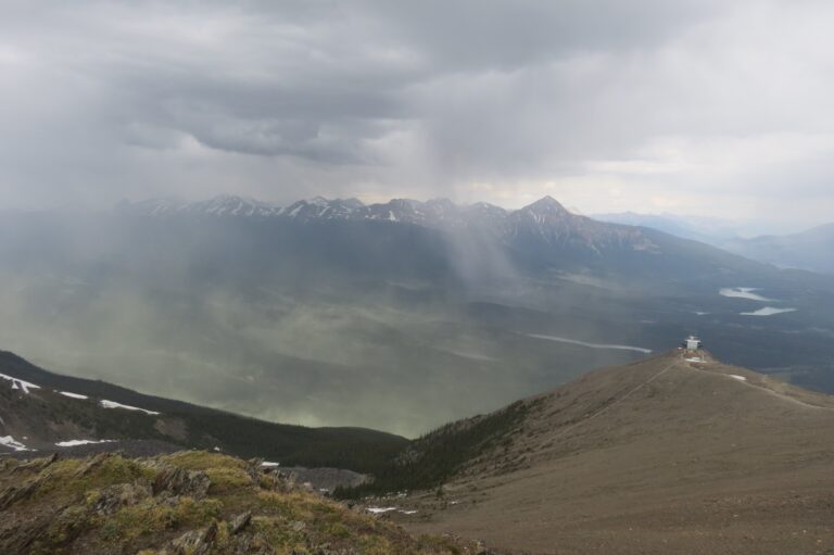 Pollen: Who’s Counting?